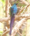 /album/photogallery/long-tailed-glossy-starling-tendaba-jpg/